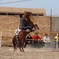 آموزش و پانسیون اسب|اسب و تجهیزات اسبسواری|پیشوا, |دیوار