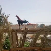 خروس دورگه اصل