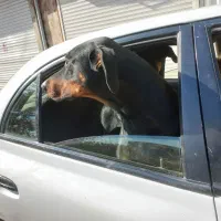 دوبرمن|سگ|زاویه, |دیوار