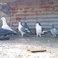 کفتر|پرنده|شیراز, کفترک|دیوار