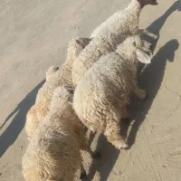 ۶تا بره  .و۲تا کهره نر دونه ای ۴۸۰۰ و۱ بز ۵۲۰۰|حیوانات مزرعه|جیرفت, |دیوار