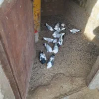 کبوتر ساتن