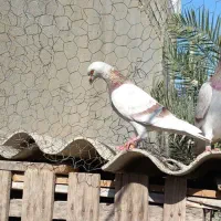 پیازی، آلمانی،موشی، هر سه ماده|پرنده|آبپخش, |دیوار