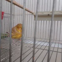 رسمی بلند و کرست