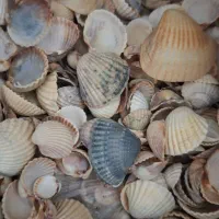 صدف تزیینی|صنایع دستی و سایر لوازم تزئینی|قم, شاه سید علی|دیوار