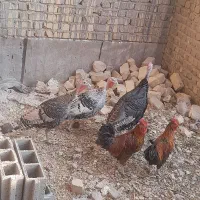 بوقلمون نر و ماده محلی و خروس محلی|حیوانات مزرعه|شیراز, ماه فیروزان|دیوار