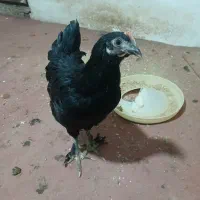 جوجه مشکی پا پر محلی