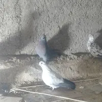 کبوتر|پرنده|سمنان, |دیوار