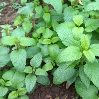 وارنگ بو یا بادرنجبویه
