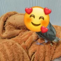 جوجه پرنده