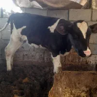 گوساله قطع شیر