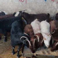 17عد بز داشتی