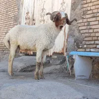 قوچ‌فحل درجه یک ابوکصتین شرط مال جنی