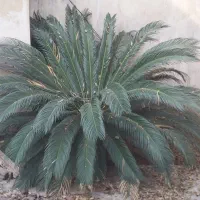 فروش فوری سیکاس