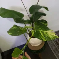 حرا جی گل وگیاه طبیعی اپارتمانی|گل و گیاه طبیعی|اهواز, گلستان|دیوار