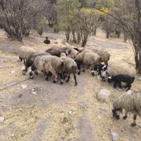 21راس‌میش‌ابسن‌و‌زاییده