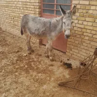 الاغ گله ای ماده