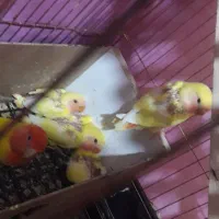 جوجه طوطی کوتوله بریزیلی