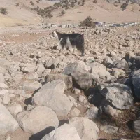 بز داشتی و کشتی|حیوانات مزرعه|اندیکا, |دیوار