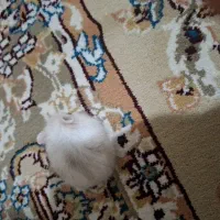 همستر  کمپل|موش و خرگوش|تهران, شهرک فردوس (حسینی)|دیوار