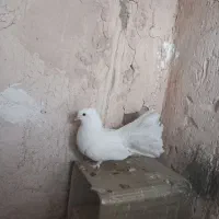 کبوتر استهبان رونیز