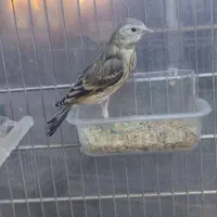 جوجه سهره قناری