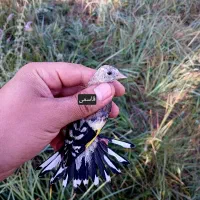 سهره نر دم پرستویی ۱۰ پردم سفید