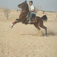 اسب|اسب و تجهیزات اسب‌سواری|شاهین‌شهر, گزبرخوار|دیوار