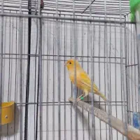 قناری|پرنده|شیراز, جانبازان|دیوار