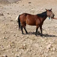 فروش مادیون|اسب و تجهیزات اسبسواری|کوه چنار, |دیوار