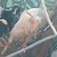 فروش بزغاله نر|حیوانات مزرعه|کهنوج, |دیوار