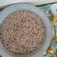 ۱۰ کیلو پاچ باقلا امسال و تازه