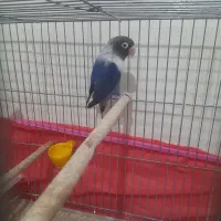 کوتوله|پرنده|قم, یزدانشهر|دیوار