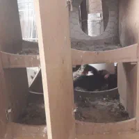 مرغ وخروس با قفس