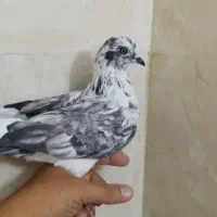 کفتر قاره دم سفید باخت رفته