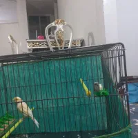 قناری ماده|پرنده|ملایر, |دیوار