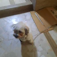 سگ پیدا شده