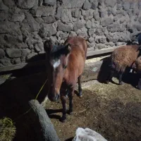 با سلام اسب دایچا شش ماهه|اسب و تجهیزات اسب‌سواری|سراب, |دیوار