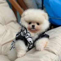 فروش سگ پامرانین و توی ،پودل بدون واسطه