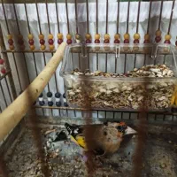 سهره جوجه سال حلقه پا بسیار شرور|پرنده|مهاباد (آذربایجان غربی), |دیوار