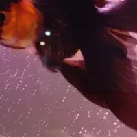 گلدفیش|ماهی|تهران, شهرک صادقیه|دیوار