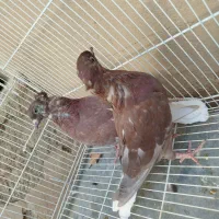 کفتر رنگه|پرنده|درمیان, |دیوار