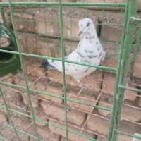 ماده نشون دار پرش بالا