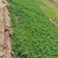 سبزی|حراج|سنندج, |دیوار