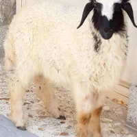 گوسفند‌یا‌بر‌نر