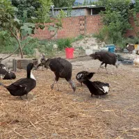 اردک پروازی ۲۳ عدد ۵،۵۰۰|حیوانات مزرعه|گلوگاه, |دیوار