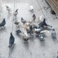 کبوتر|پرنده|ری, سیزده آبان|دیوار