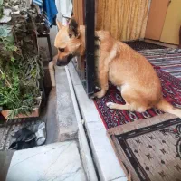 سگ نر اشپیز روباهی|سگ|گرگان, |دیوار