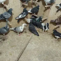 دسته کفتری|پرنده|شیراز, پانصد دستگاه ارتش|دیوار