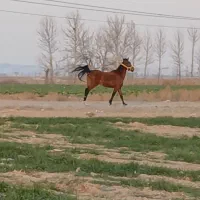 مادیون عرب   شناسنام دار قدبلند قلم سفید